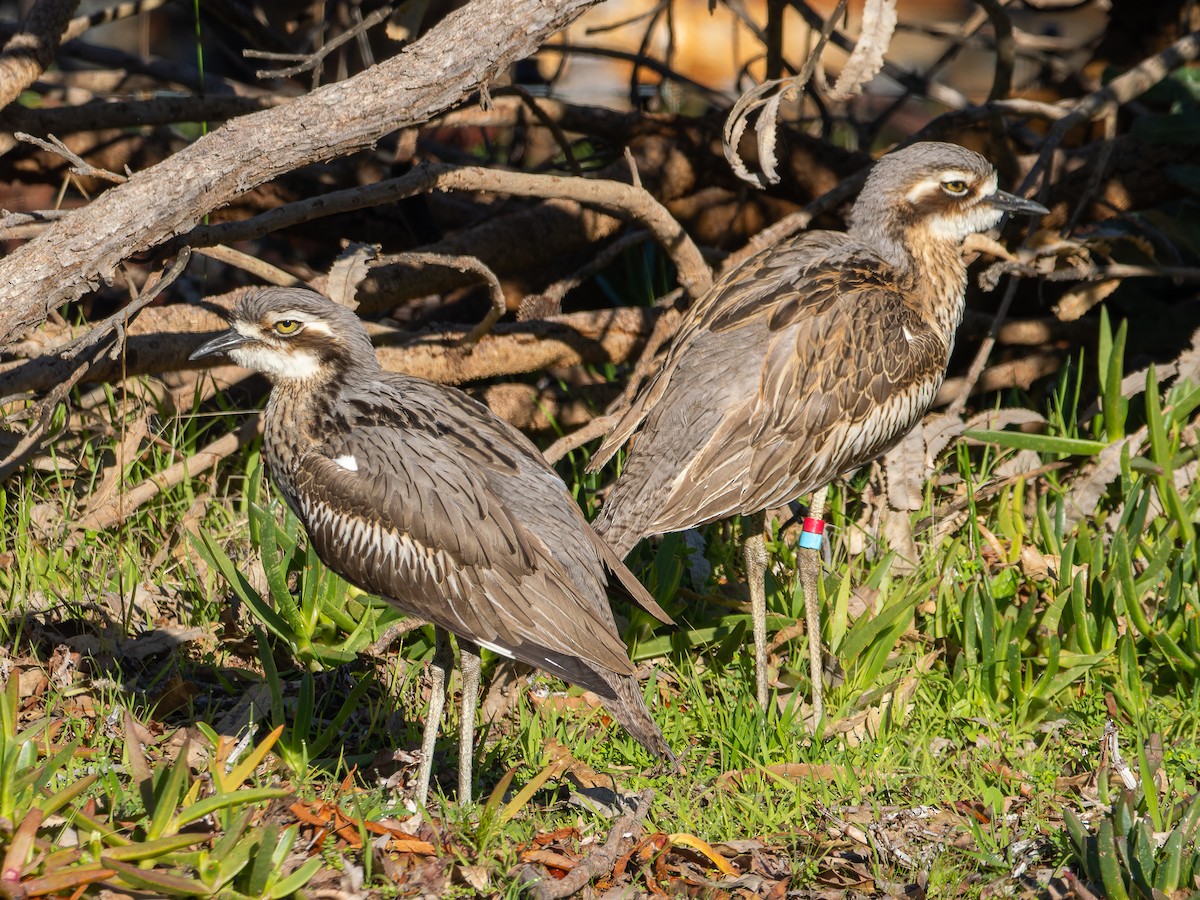 Bush Thick-knee - Ed Rice