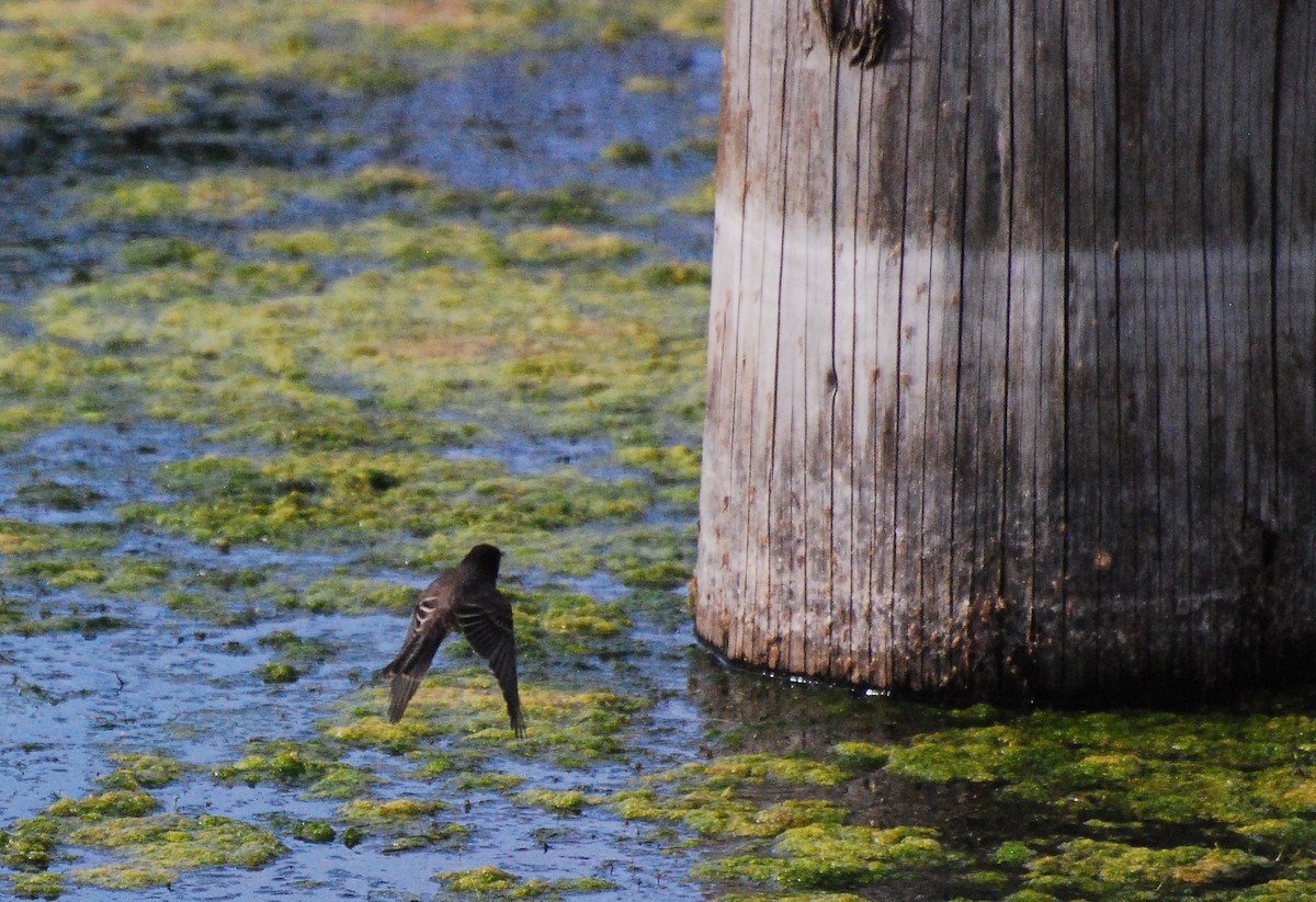 Black Phoebe - ML594790441