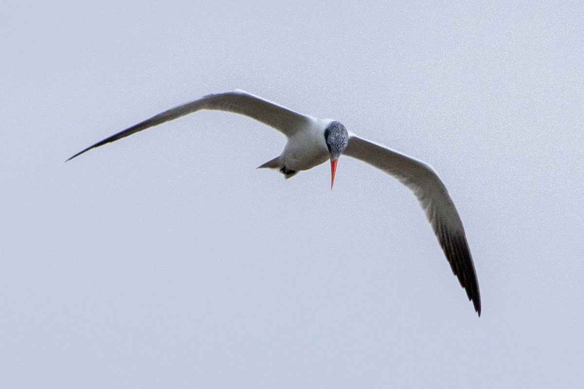 Caspian Tern - ML594790851