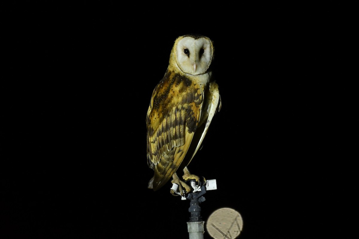 Australasian Grass-Owl - ML594791551