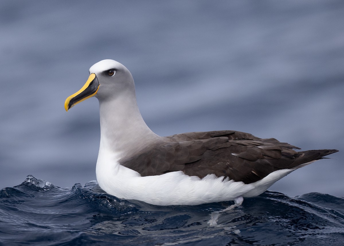 Buller's Albatross - ML594792581