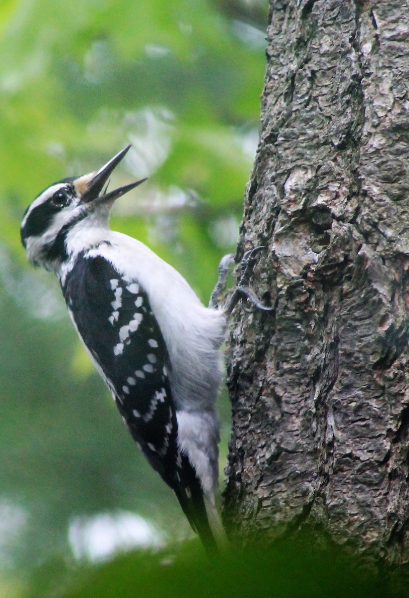 Hairy Woodpecker - ML59479261