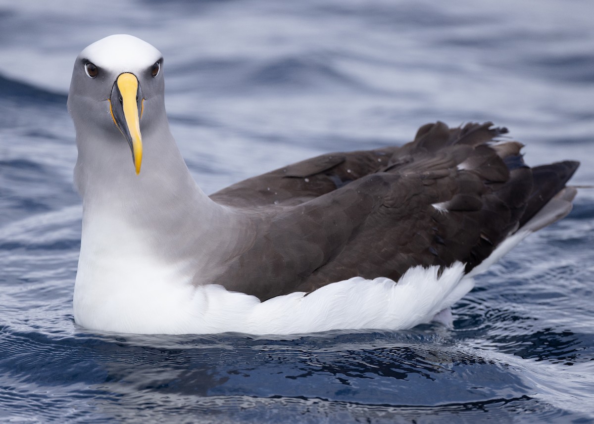 Buller's Albatross - Martin Allen