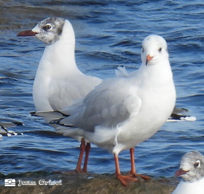 Gray-hooded Gull - ML594793021