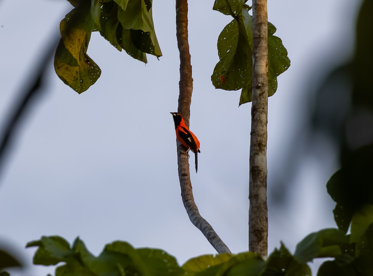 Orange-backed Troupial - ML594793351