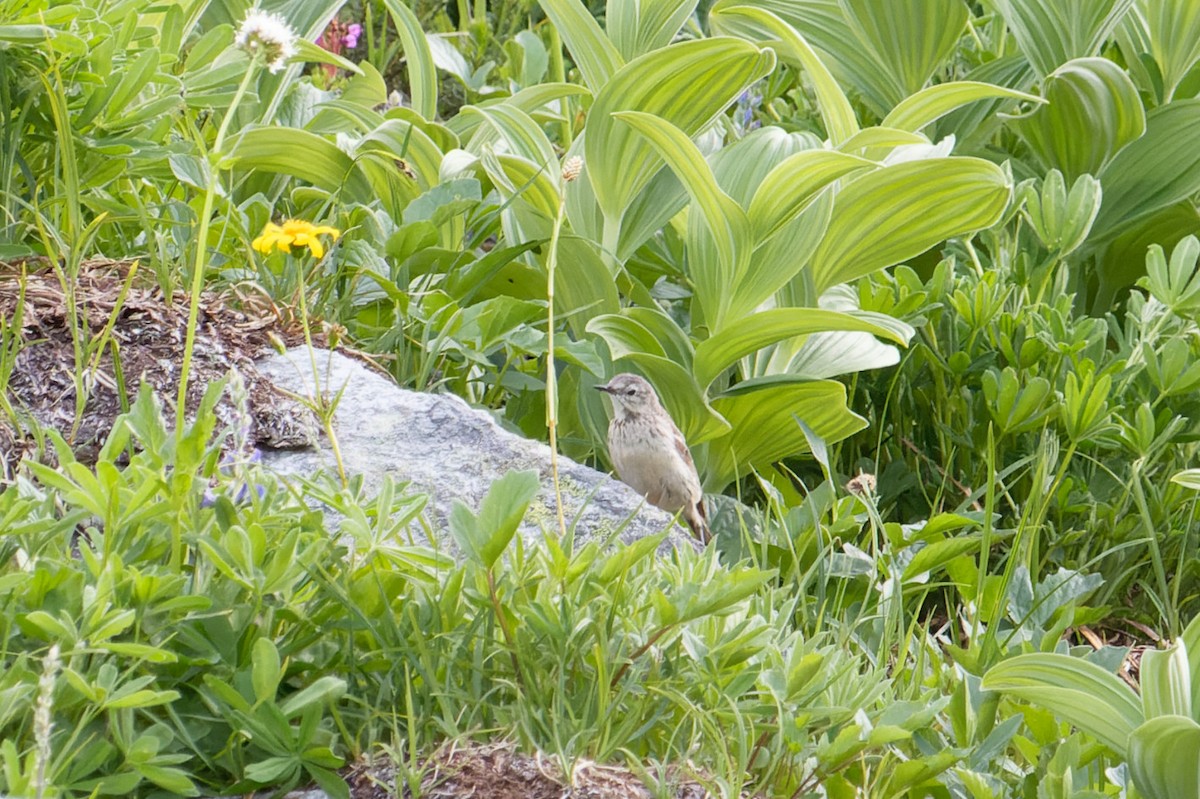 American Pipit - Shreyas Punacha