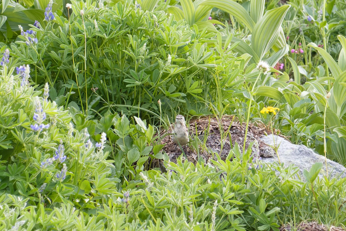 American Pipit - ML594794541