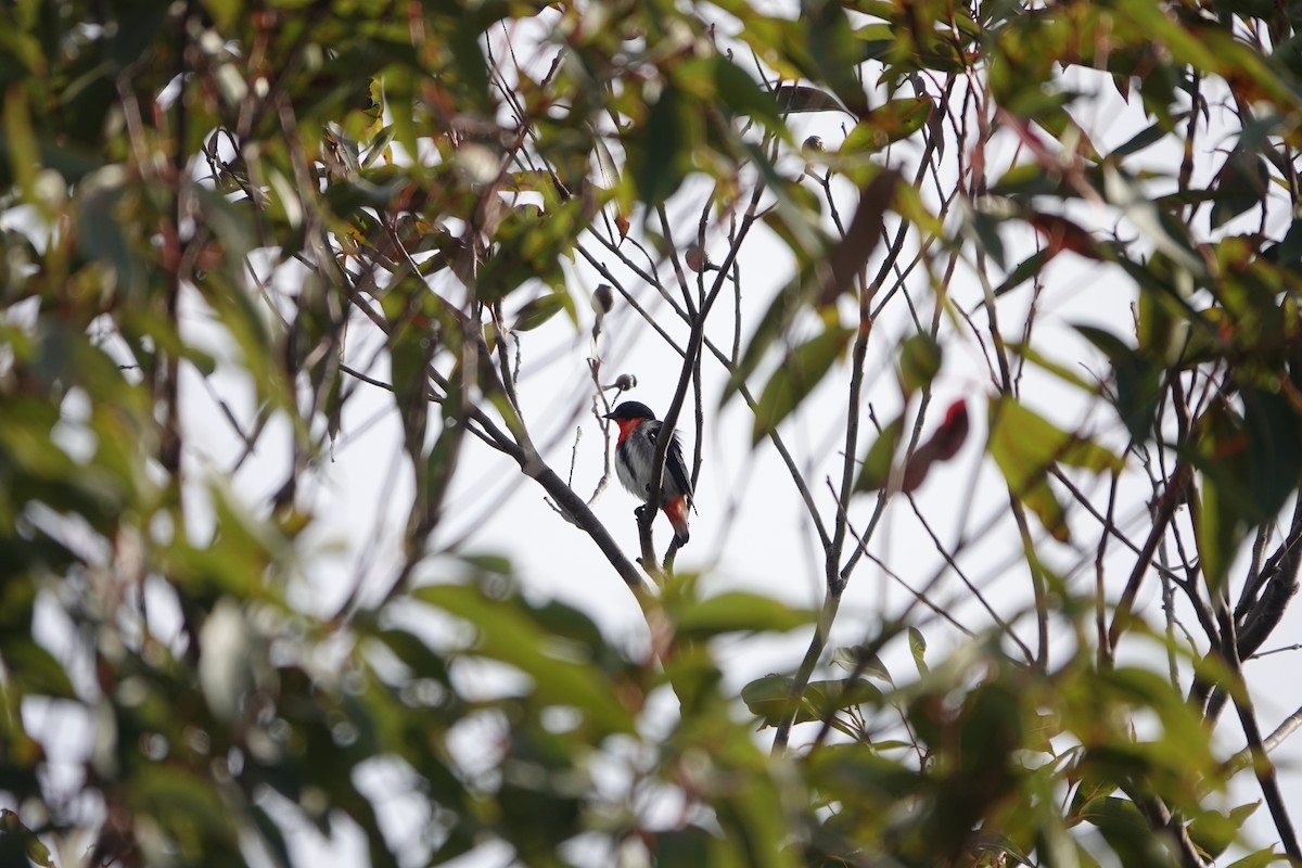 Mistletoebird - ML594794651