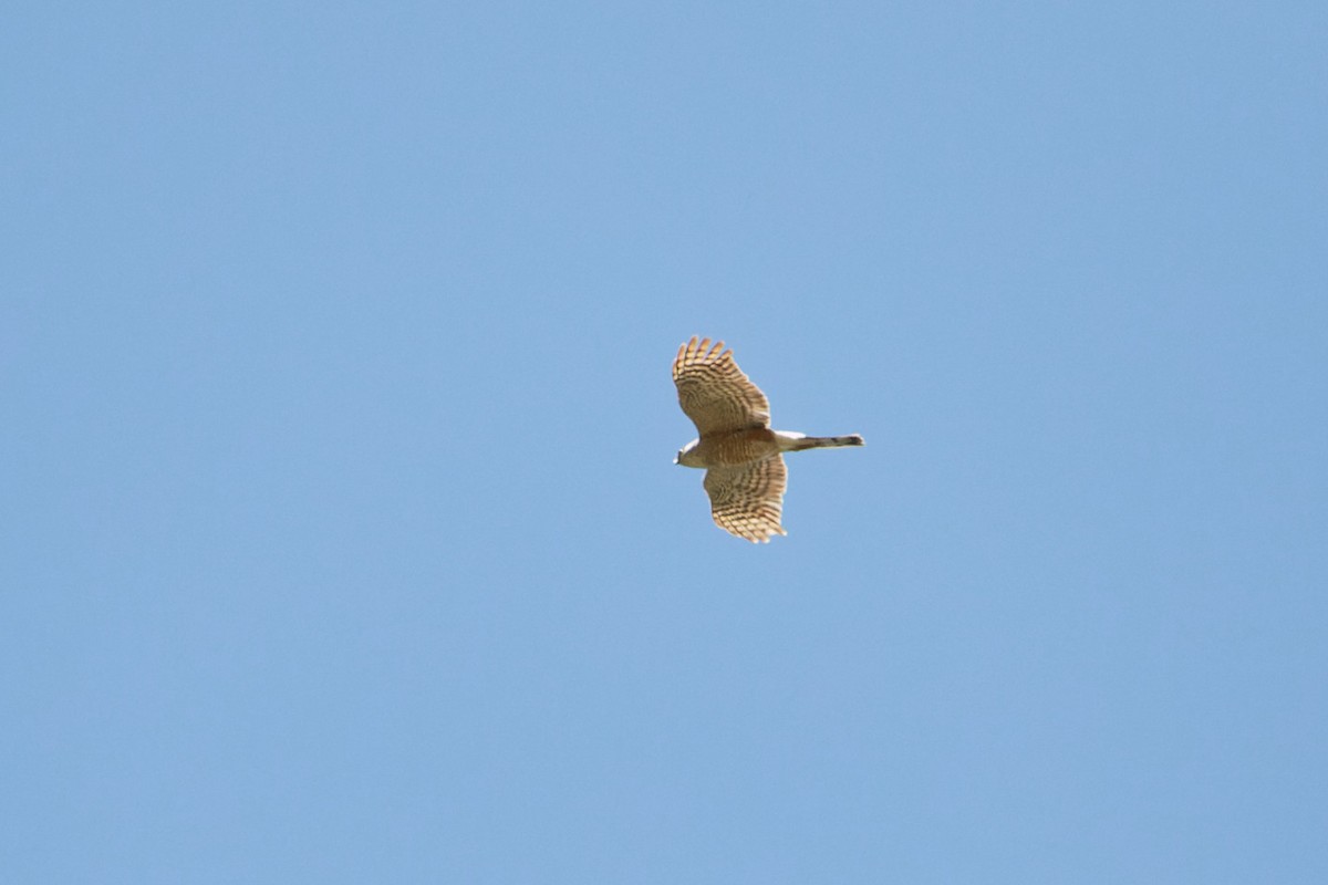 Sharp-shinned Hawk - Shreyas Punacha