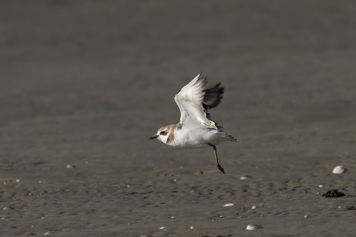 Greater Sand-Plover - Glenda Rees