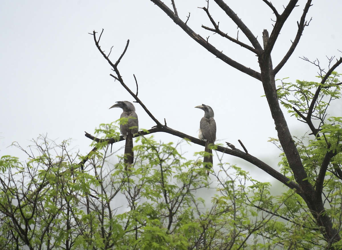 Indian Gray Hornbill - ML594796861