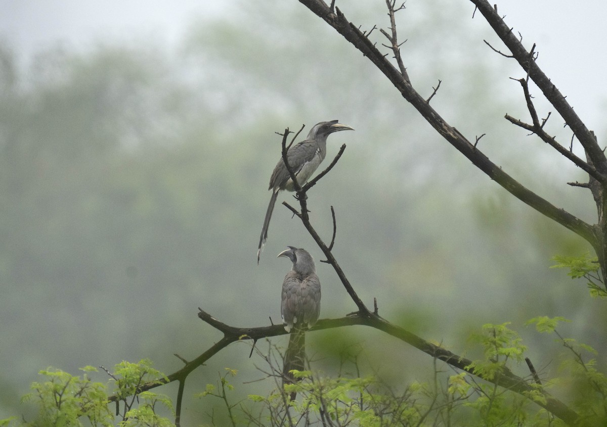 Indian Gray Hornbill - ML594796871