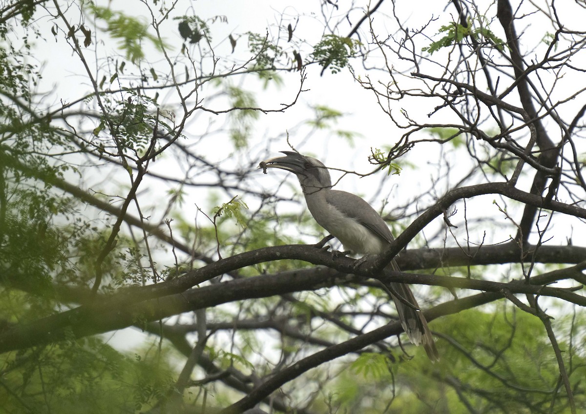 Indian Gray Hornbill - ML594796881