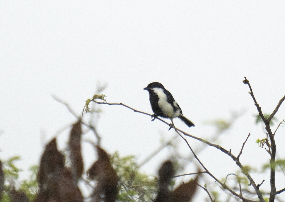 White-naped Tit - ML594797021