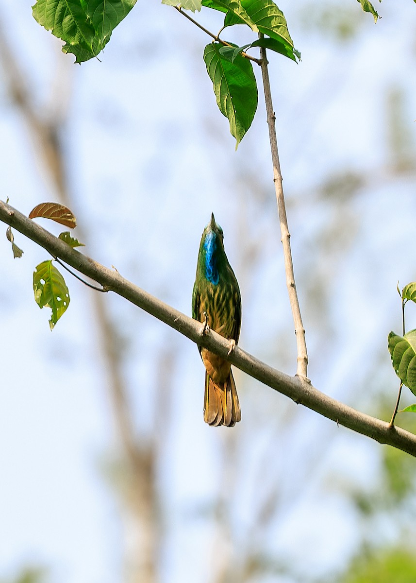 Blue-bearded Bee-eater - ML594797051