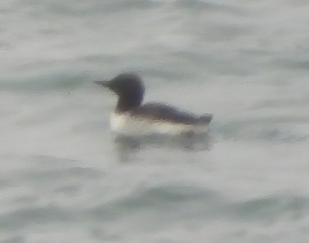 Common Murre - ML594797091