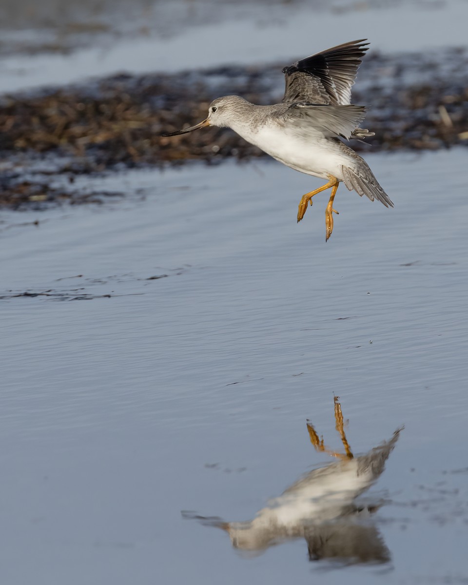 Terek Sandpiper - ML594797171