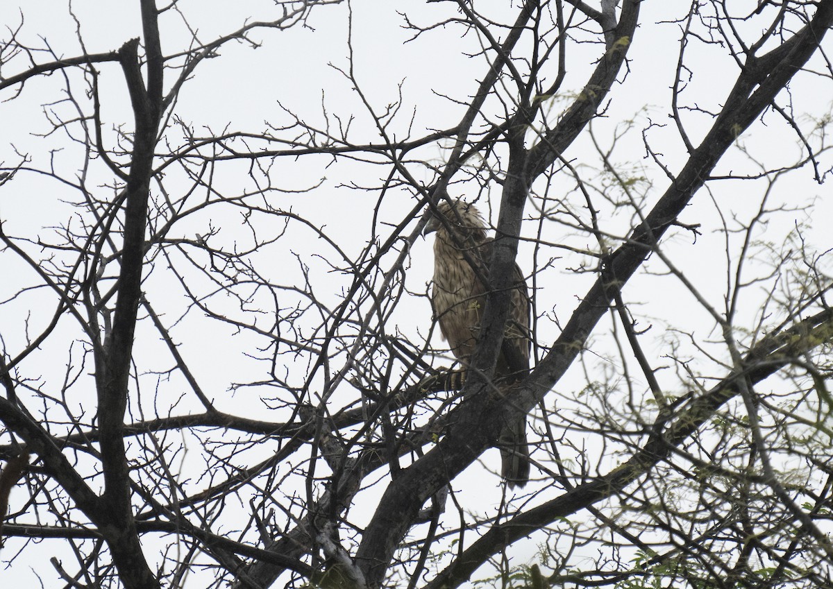 Oriental Honey-buzzard - ML594797181