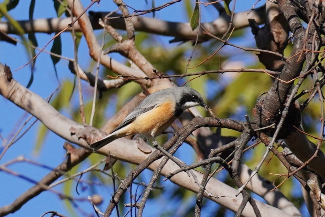 Rufous Whistler - ML594797241