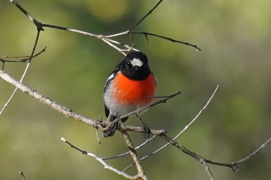 Scarlet Robin - ML594797521