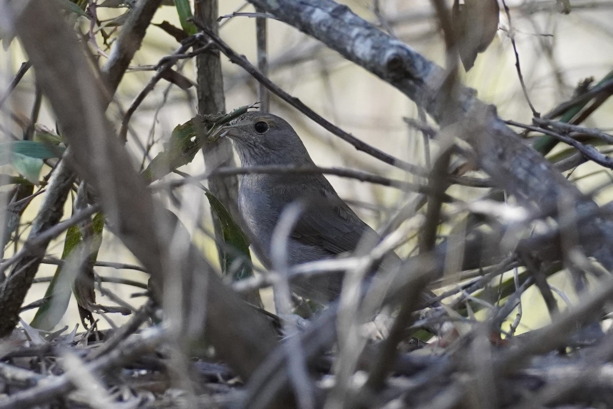 Gray Shrikethrush - ML594797671