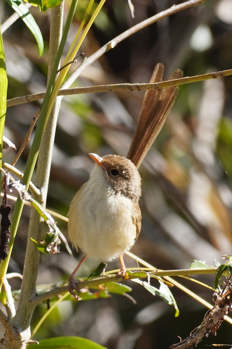 Red-backed Fairywren - ML594797931