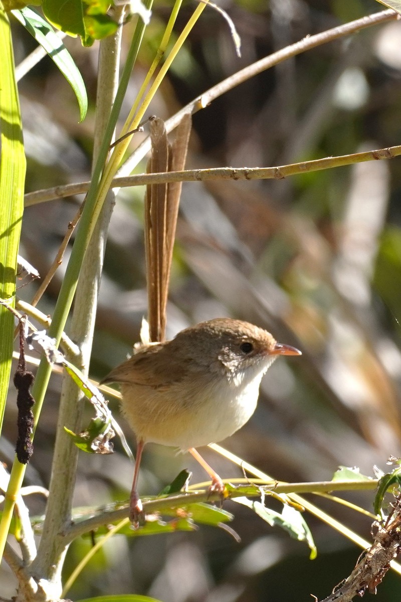 Red-backed Fairywren - ML594797941