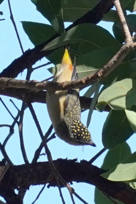 Spotted Pardalote - ML594798631