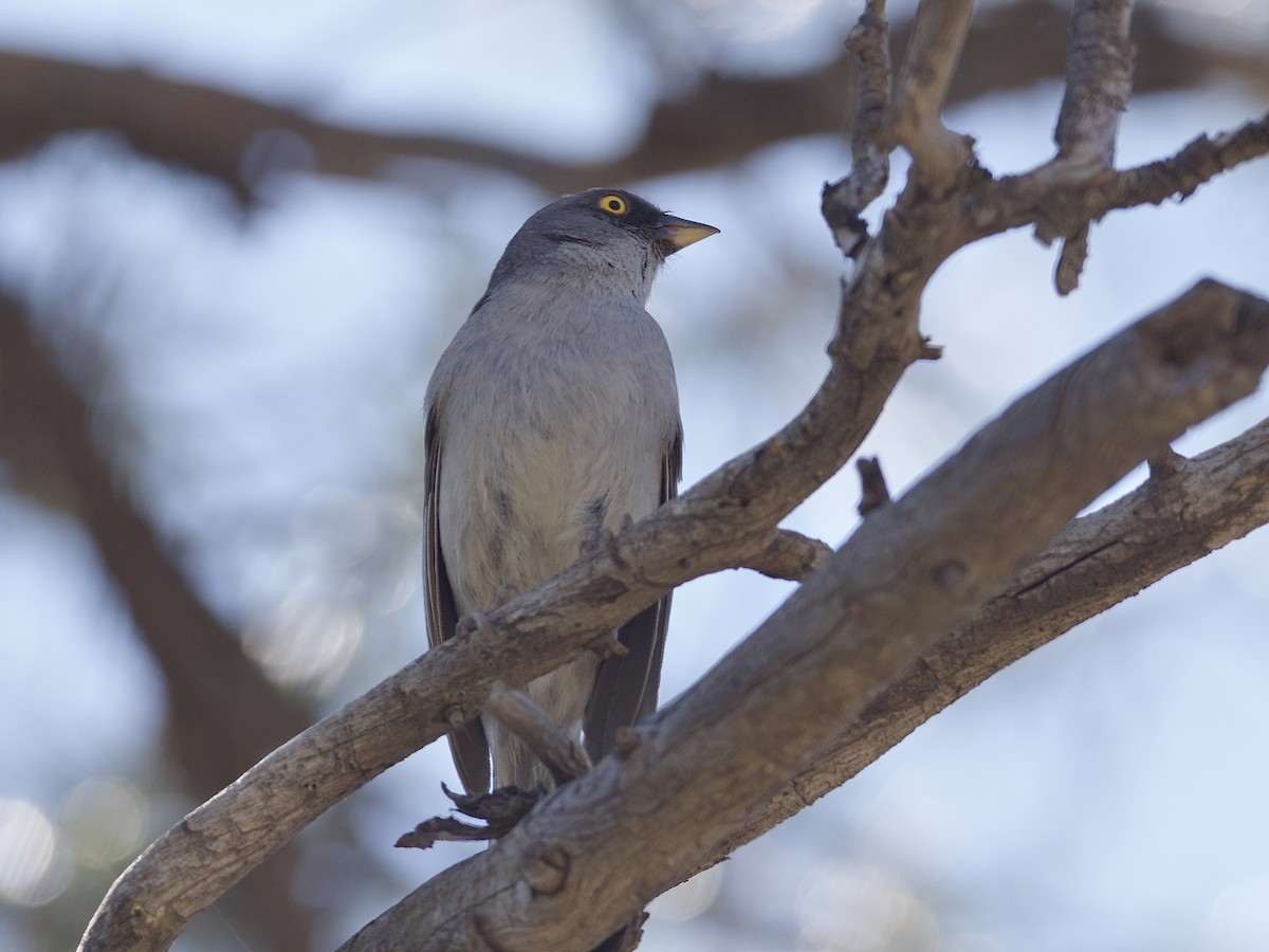 Yellow-eyed Junco - ML594798801