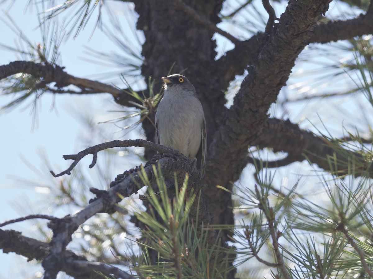 Yellow-eyed Junco - ML594798841