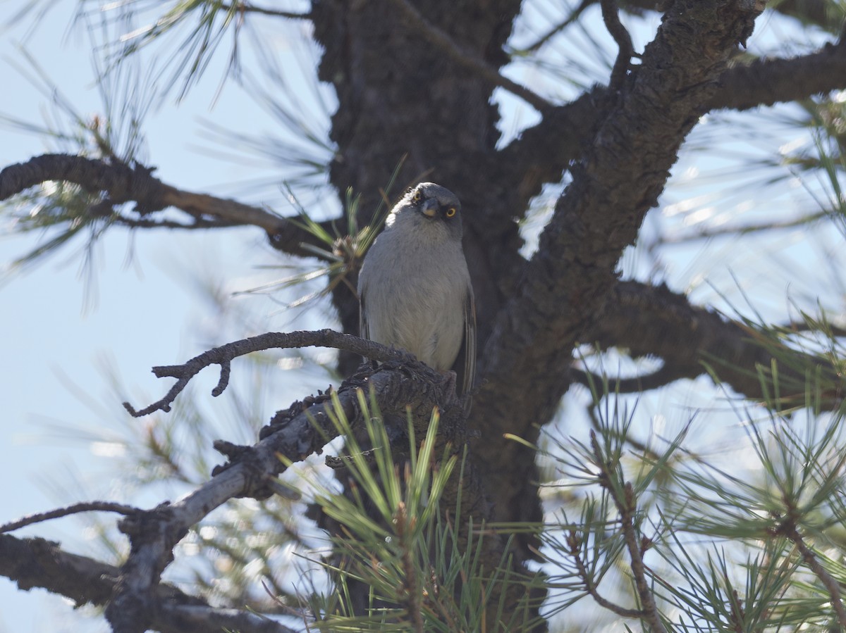 Yellow-eyed Junco - ML594798851