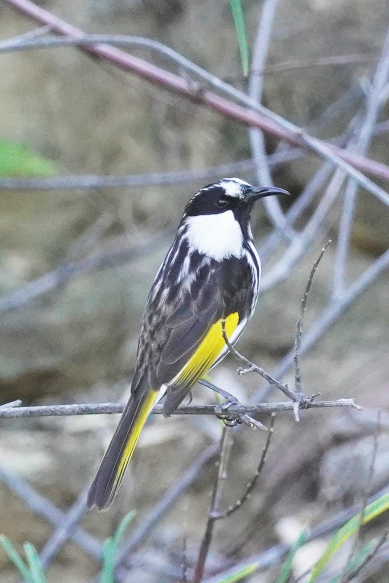 White-cheeked Honeyeater - ML594799021