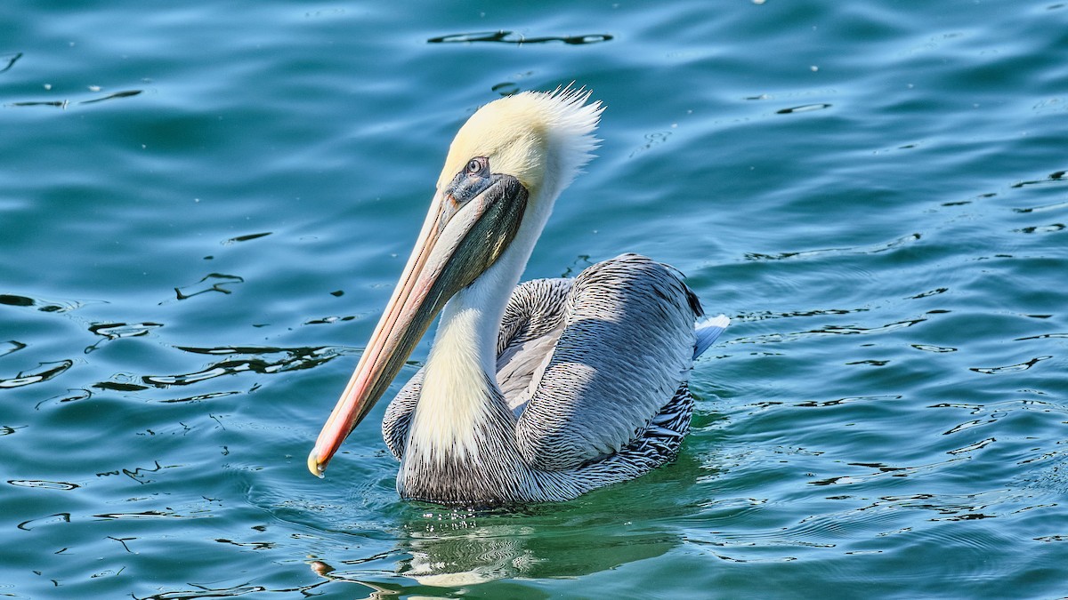 pelikán hnědý - ML594799361