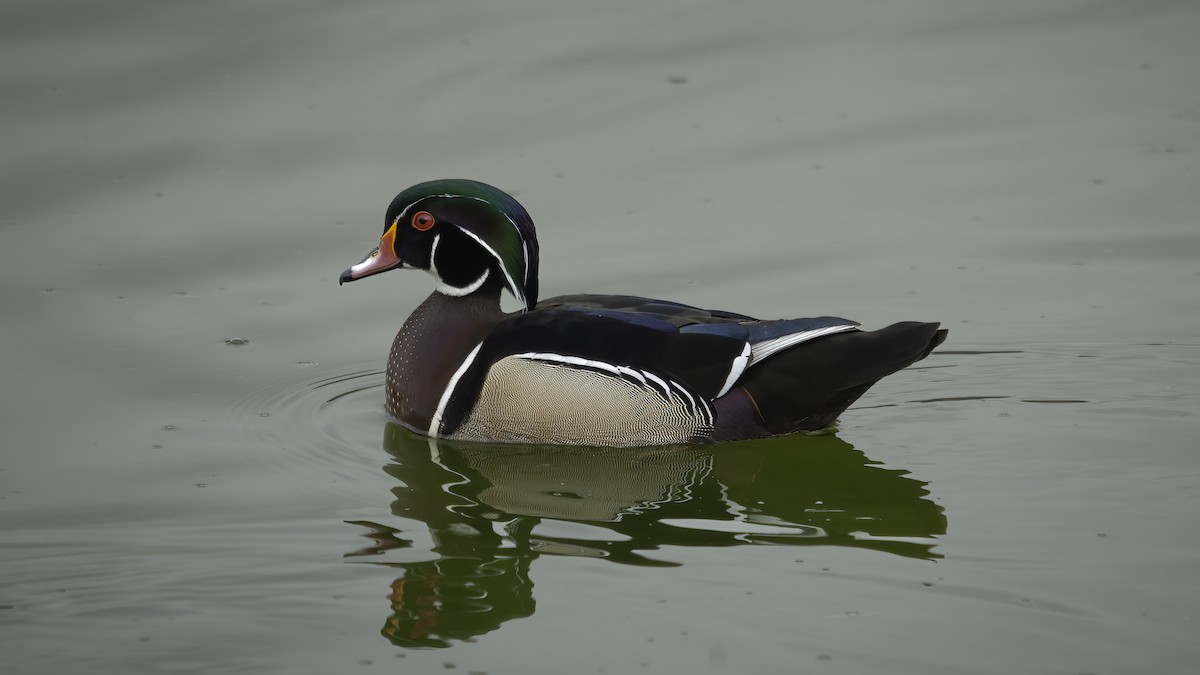 Wood Duck - ML594800211