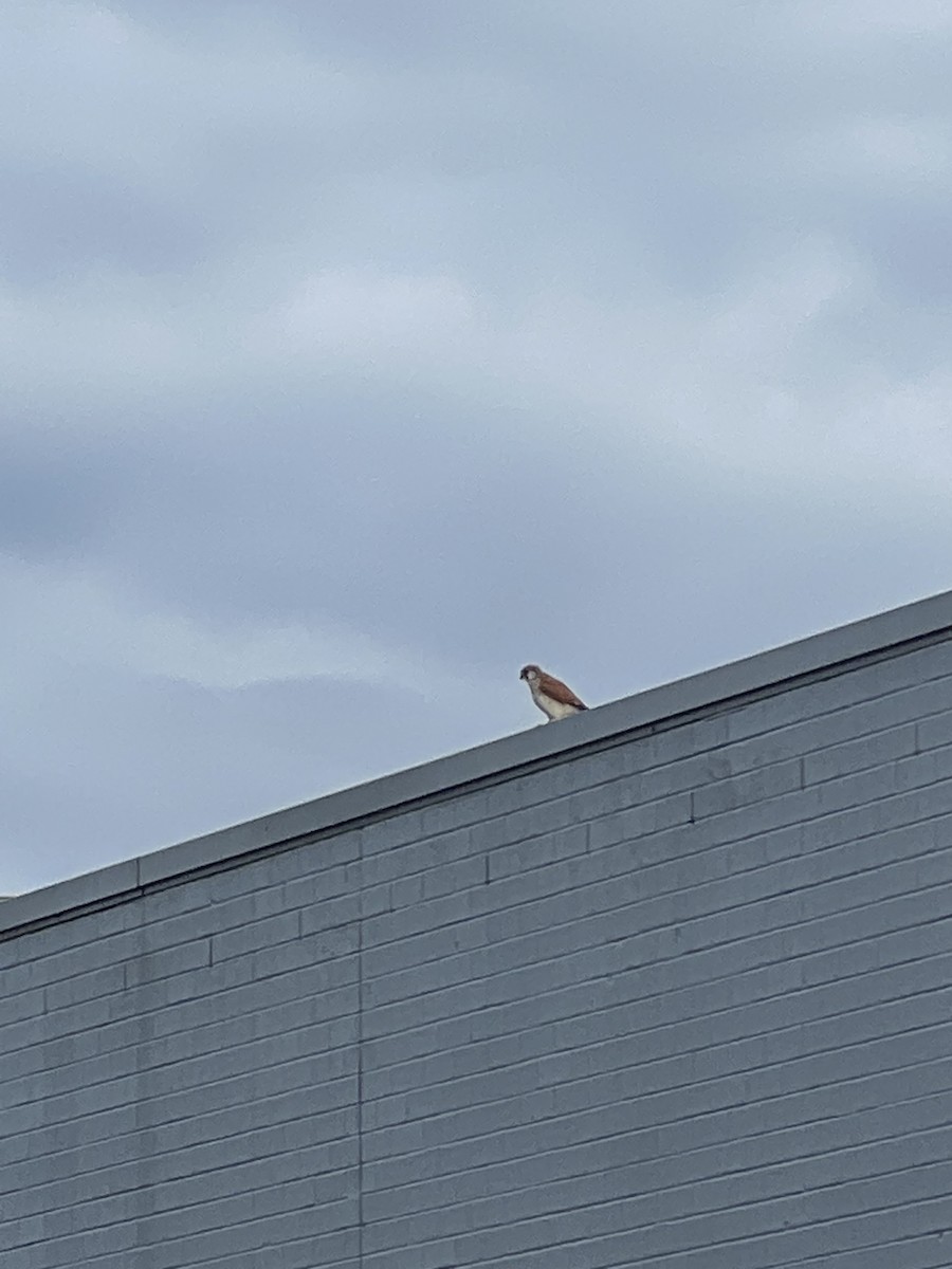 Nankeen Kestrel - ML594800861