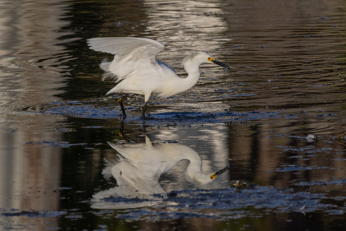 Snowy Egret - ML594802191