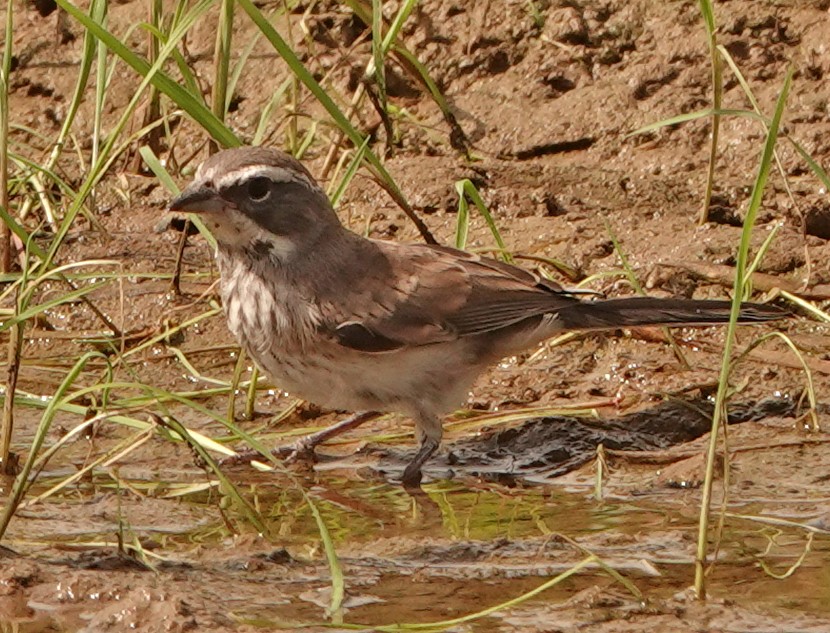 Black-throated Sparrow - Diane Drobka