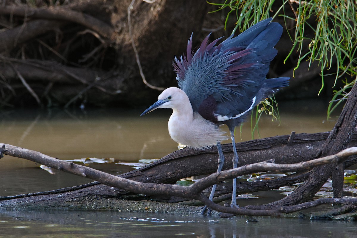 Garza Cuelliblanca - ML594803491