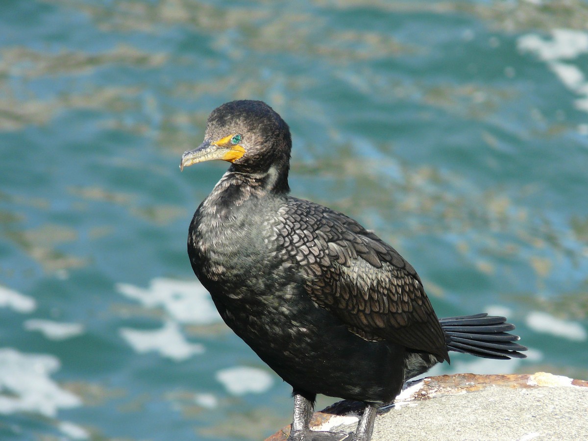 Double-crested Cormorant - Paul Frost