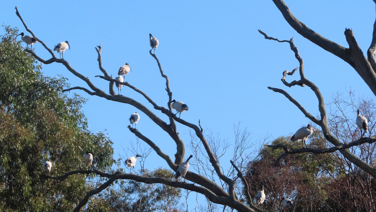 Australian Ibis - ML594804011