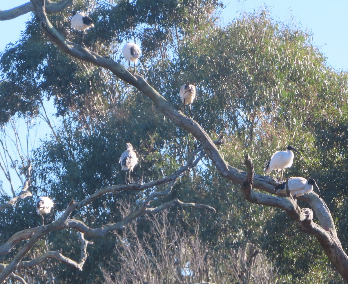 Australian Ibis - ML594804041