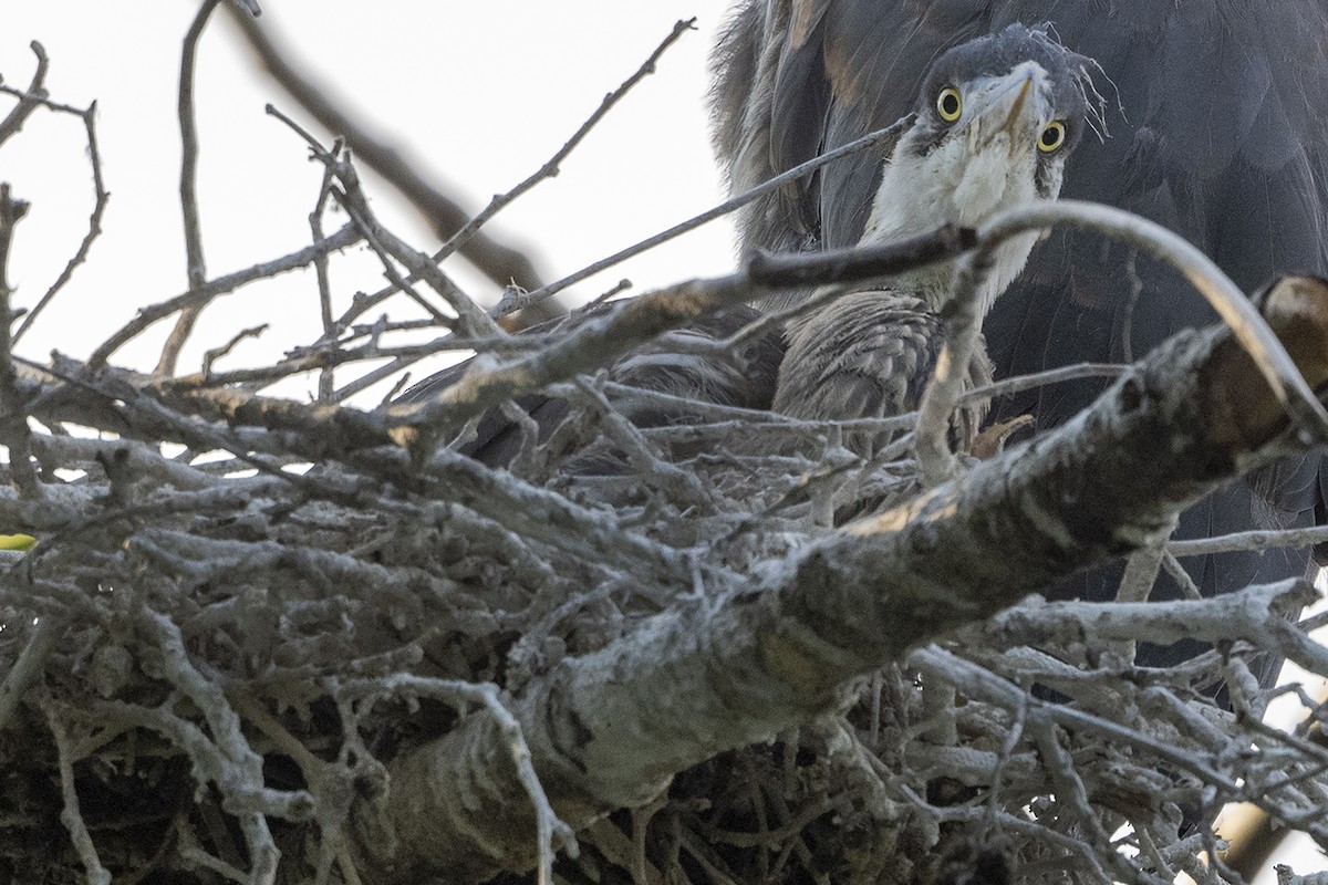 Great Blue Heron - ML594804301