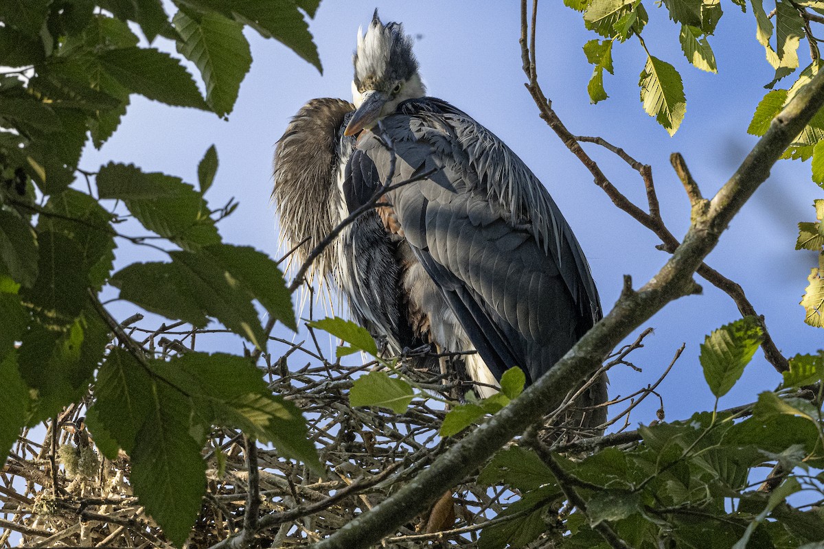 Great Blue Heron - ML594804311