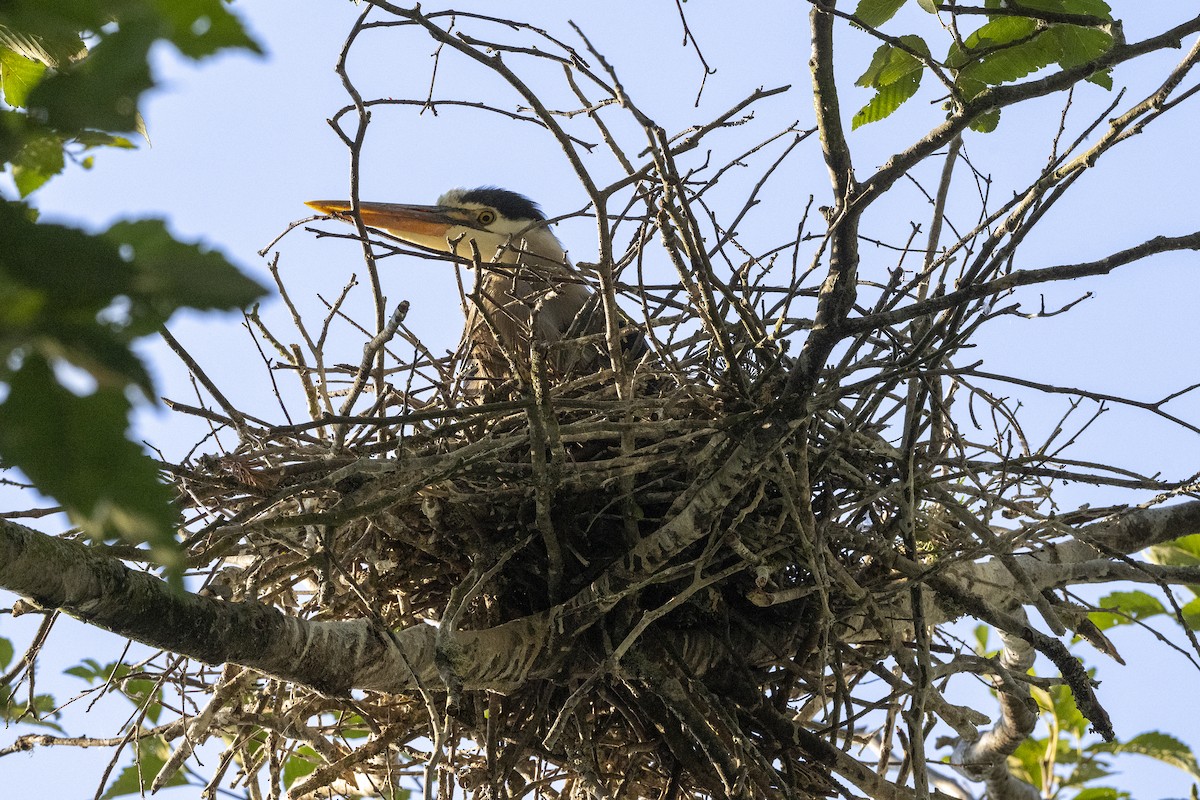 Garza Azulada - ML594804321