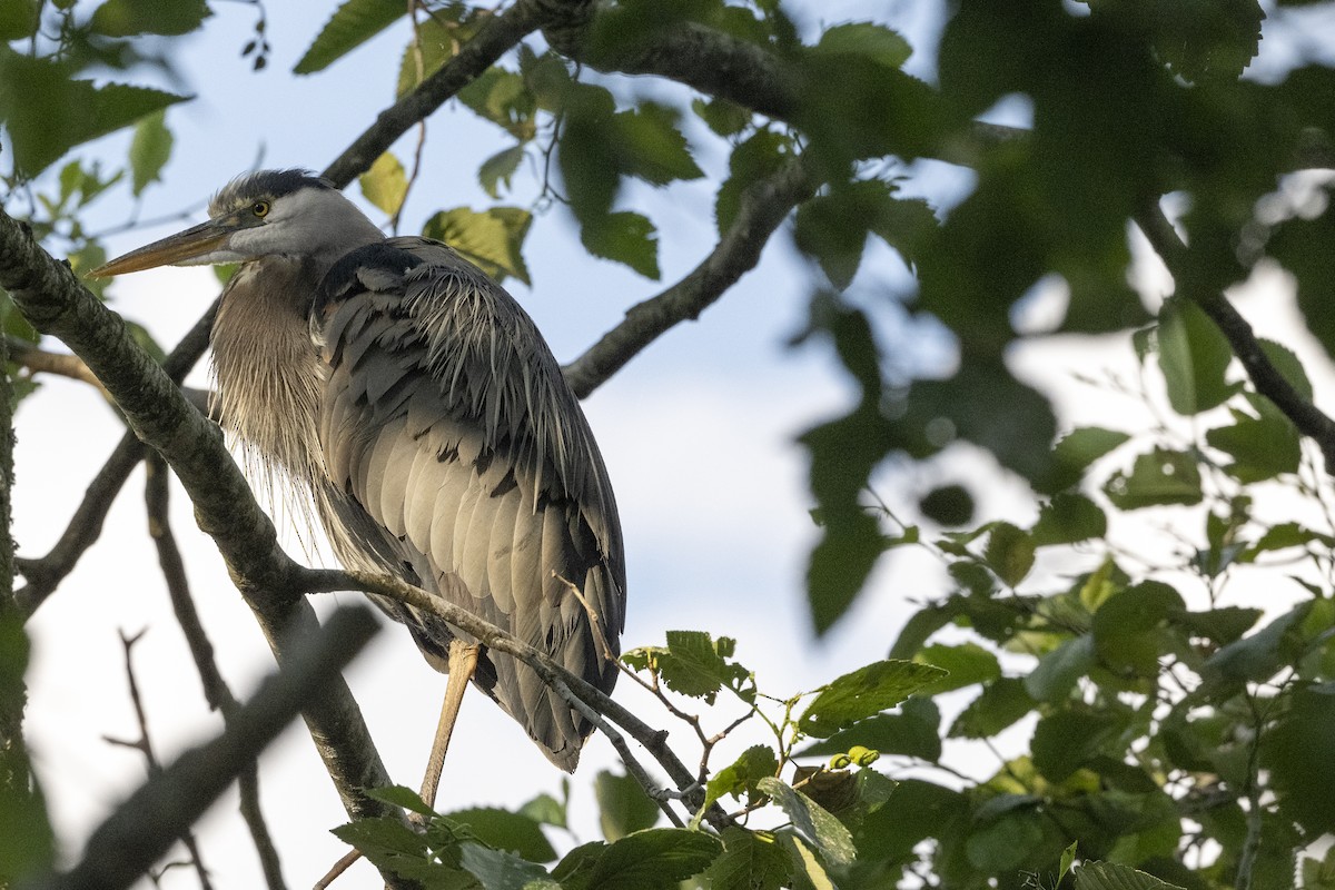 Grand Héron - ML594804331