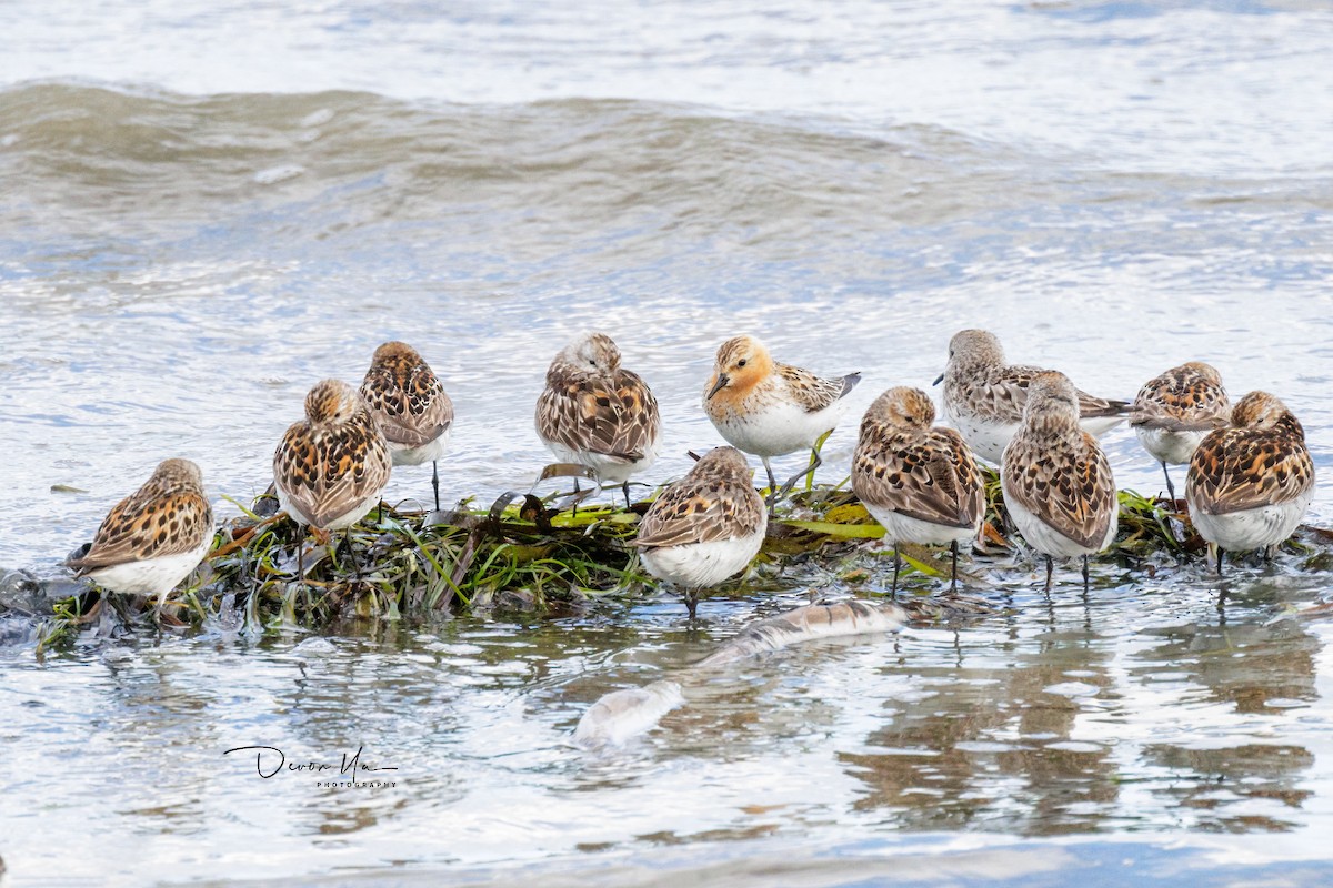 Red-necked Stint - Devon Yu