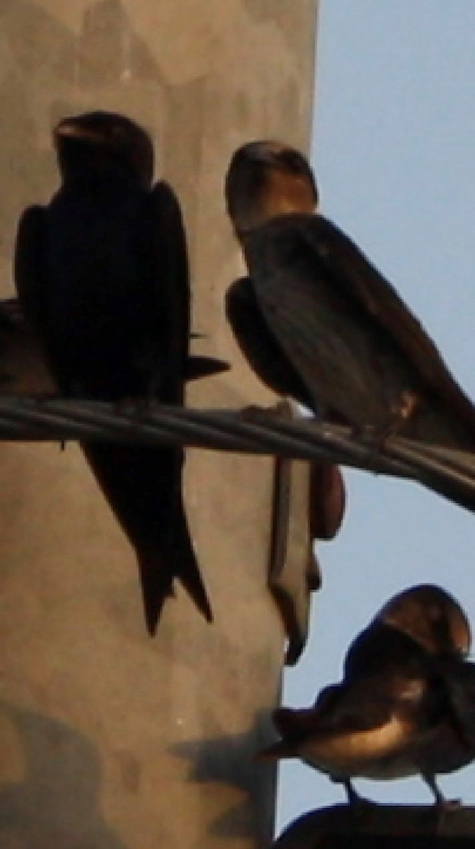 Cliff Swallow - ML594805041