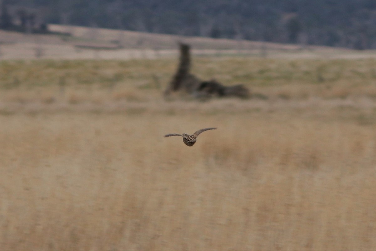 Stubble Quail - Karina Sorrell