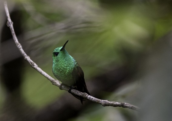 kolibřík mexický - ML594806191