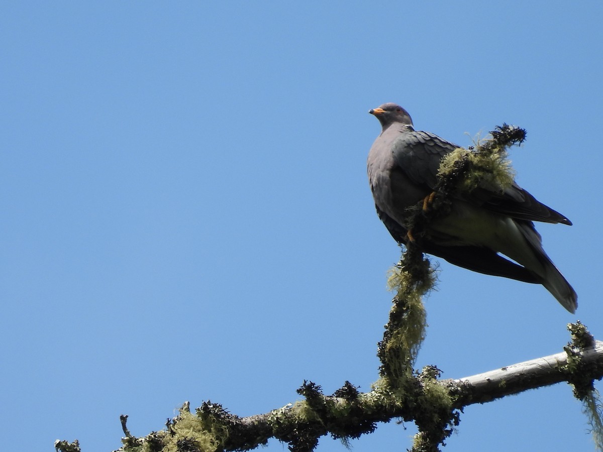 Band-tailed Pigeon - ML594806911
